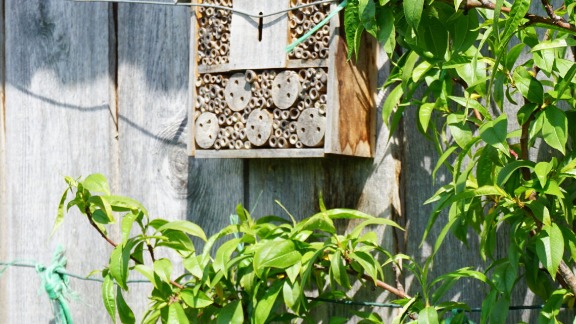 Biodiversität - Wildbienen